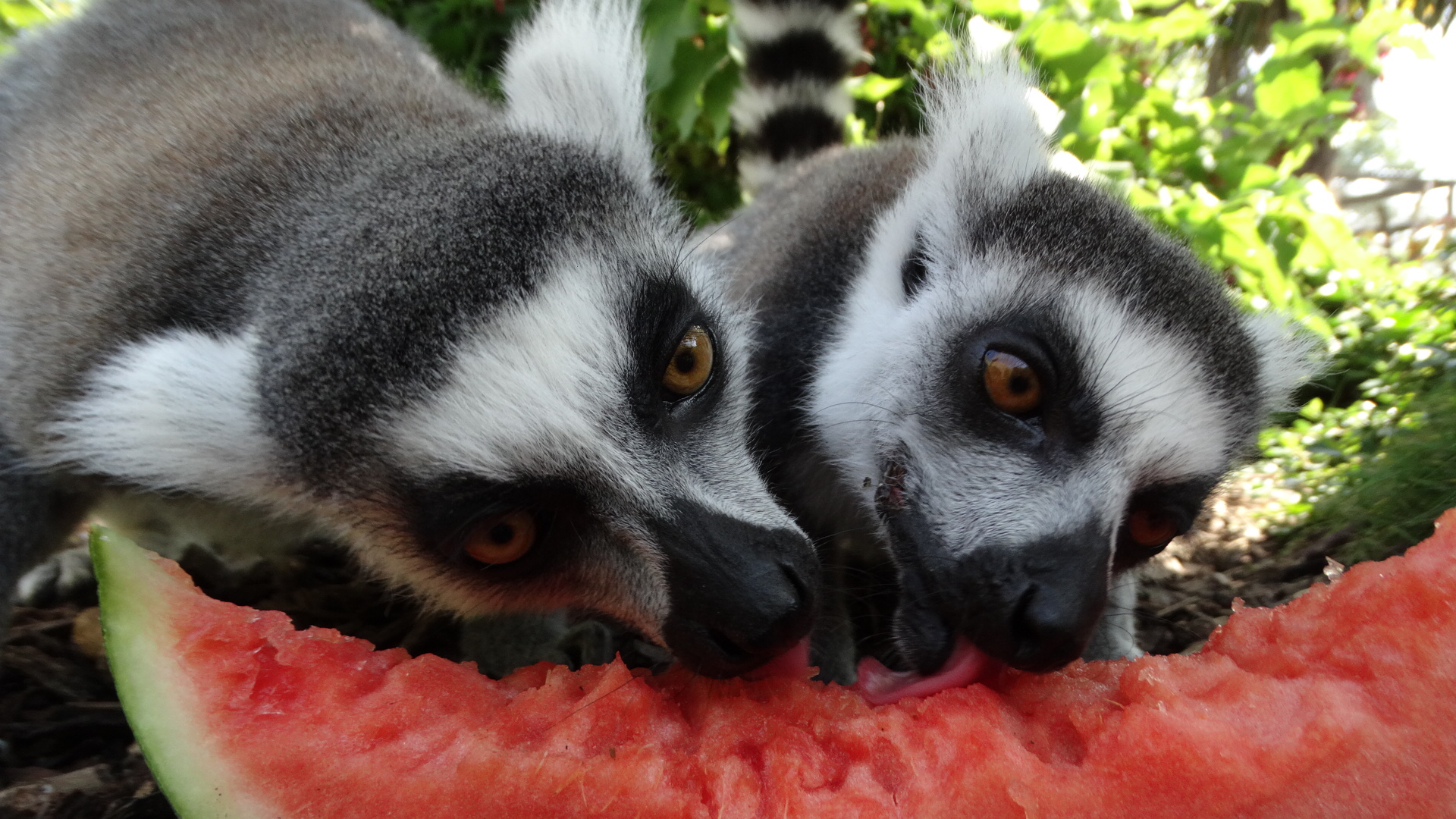 Ring Tailed Lemur at Cotswold Wildlife Park