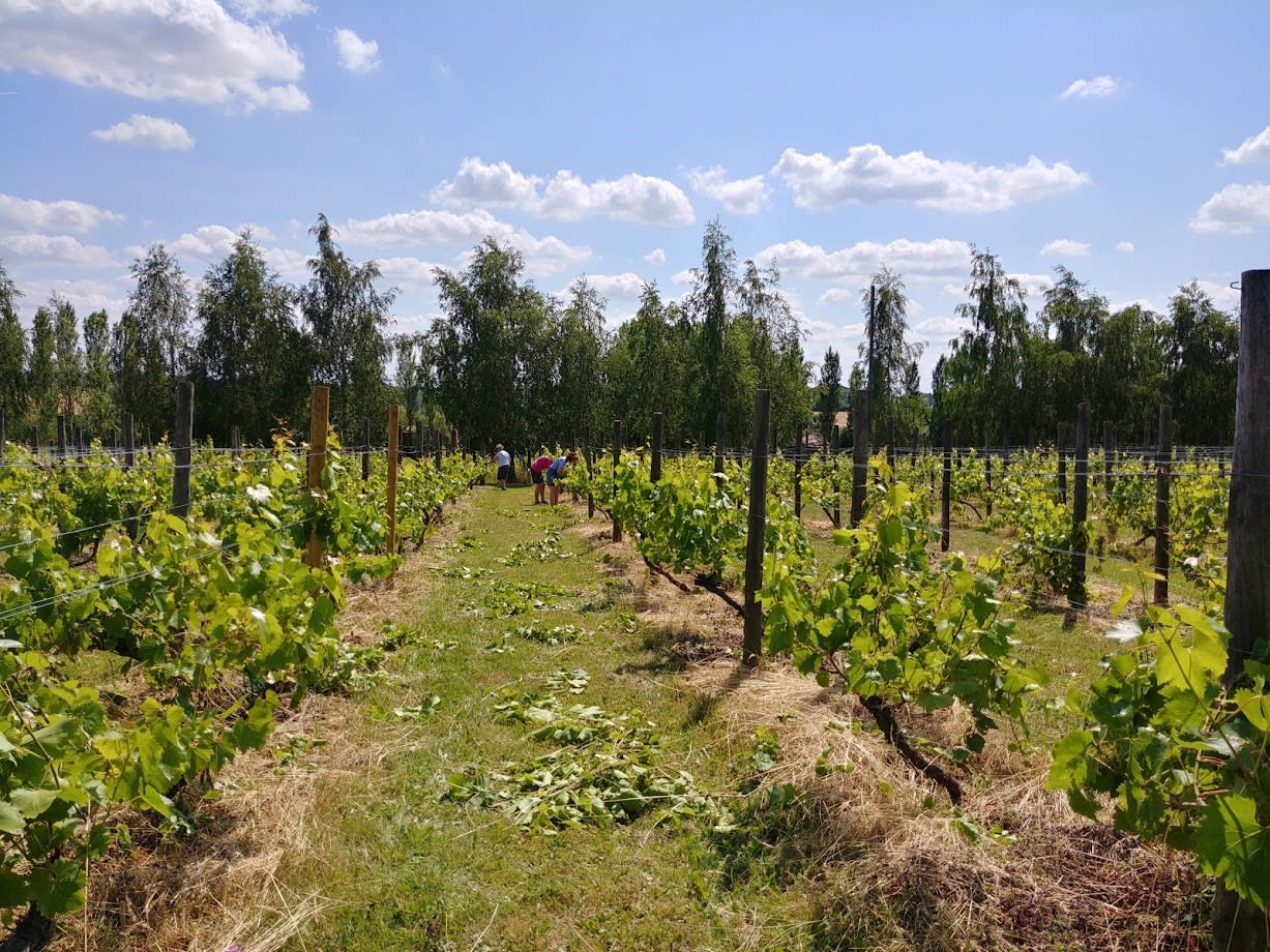 1907 the vineyard 3 