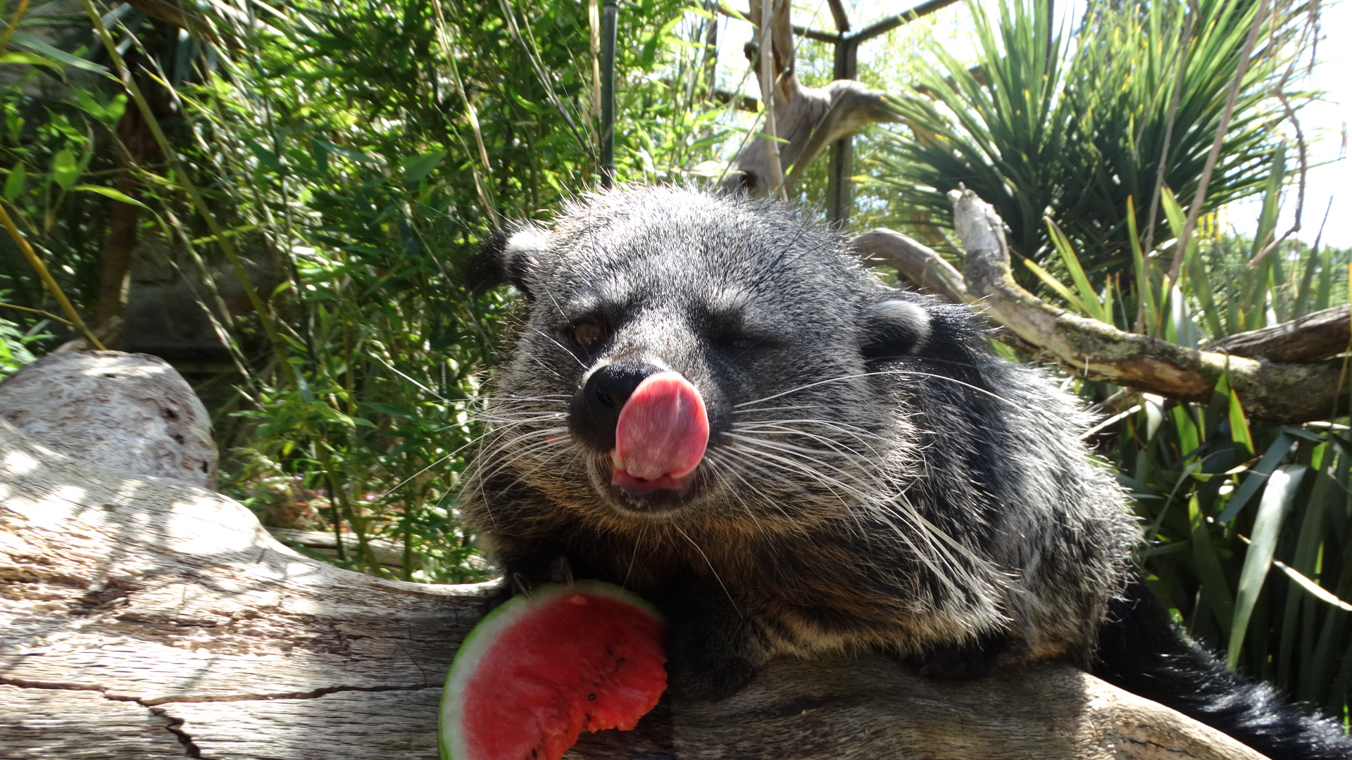 Dobbie the Binturong at Cotswold Wildlife Park