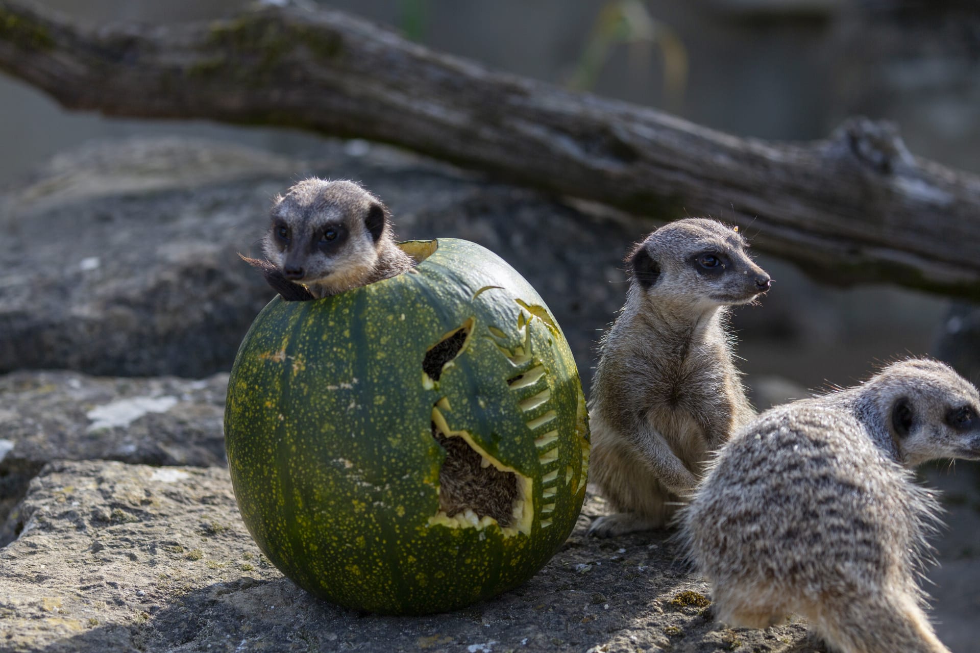 6c Meerkats pumpkin enrichment credit Philip Joyce syyvst
