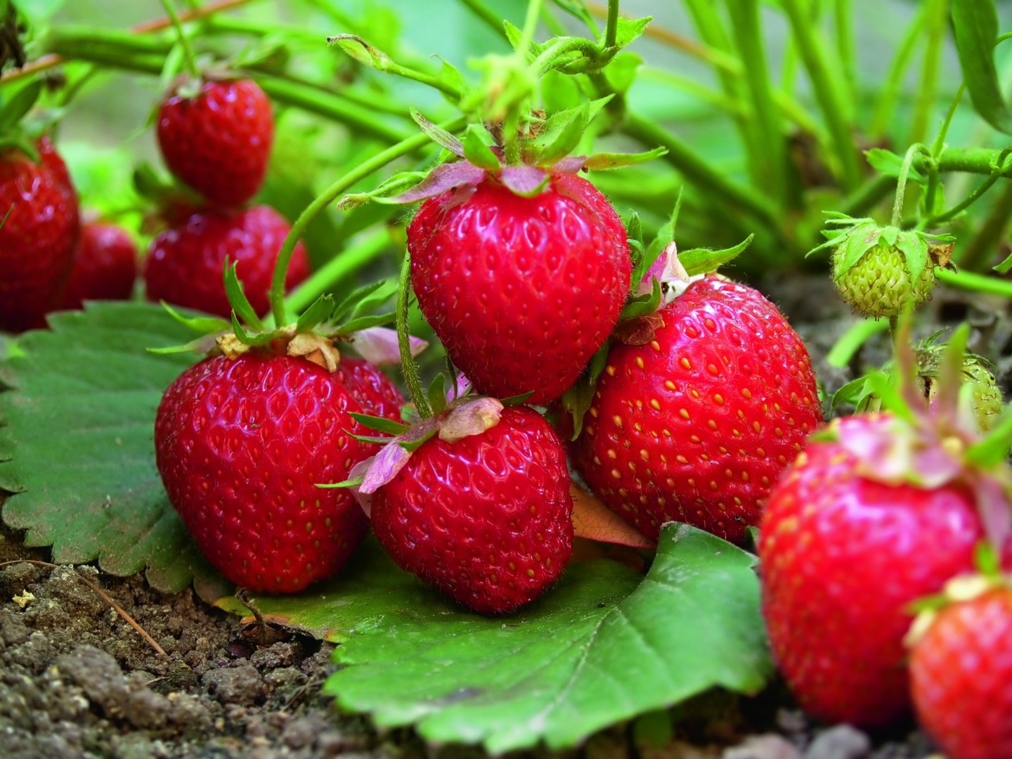 Kitchen Garden Design Strawberries