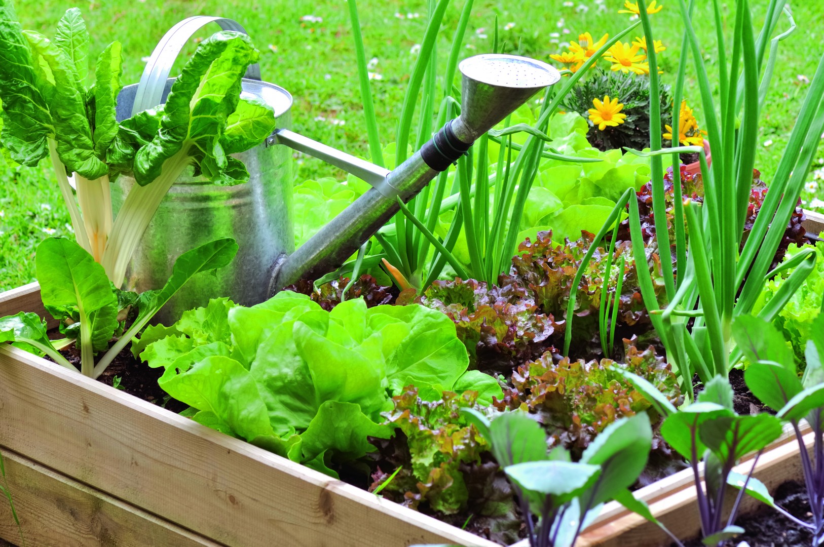 Kitchen Garden Design Beds and Watering Can