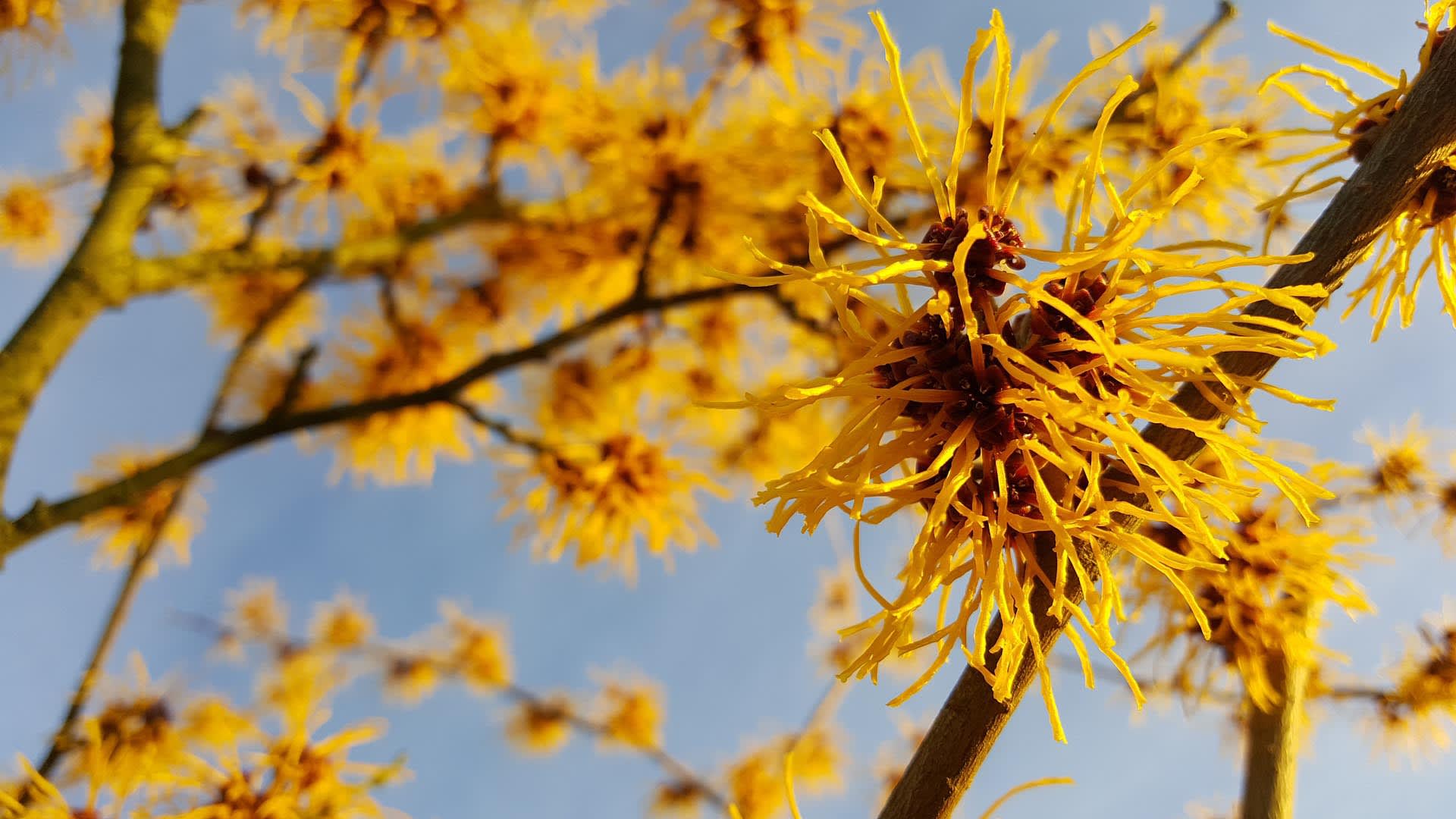 BANNER witch hazel 4846757 1920 ioxrg7