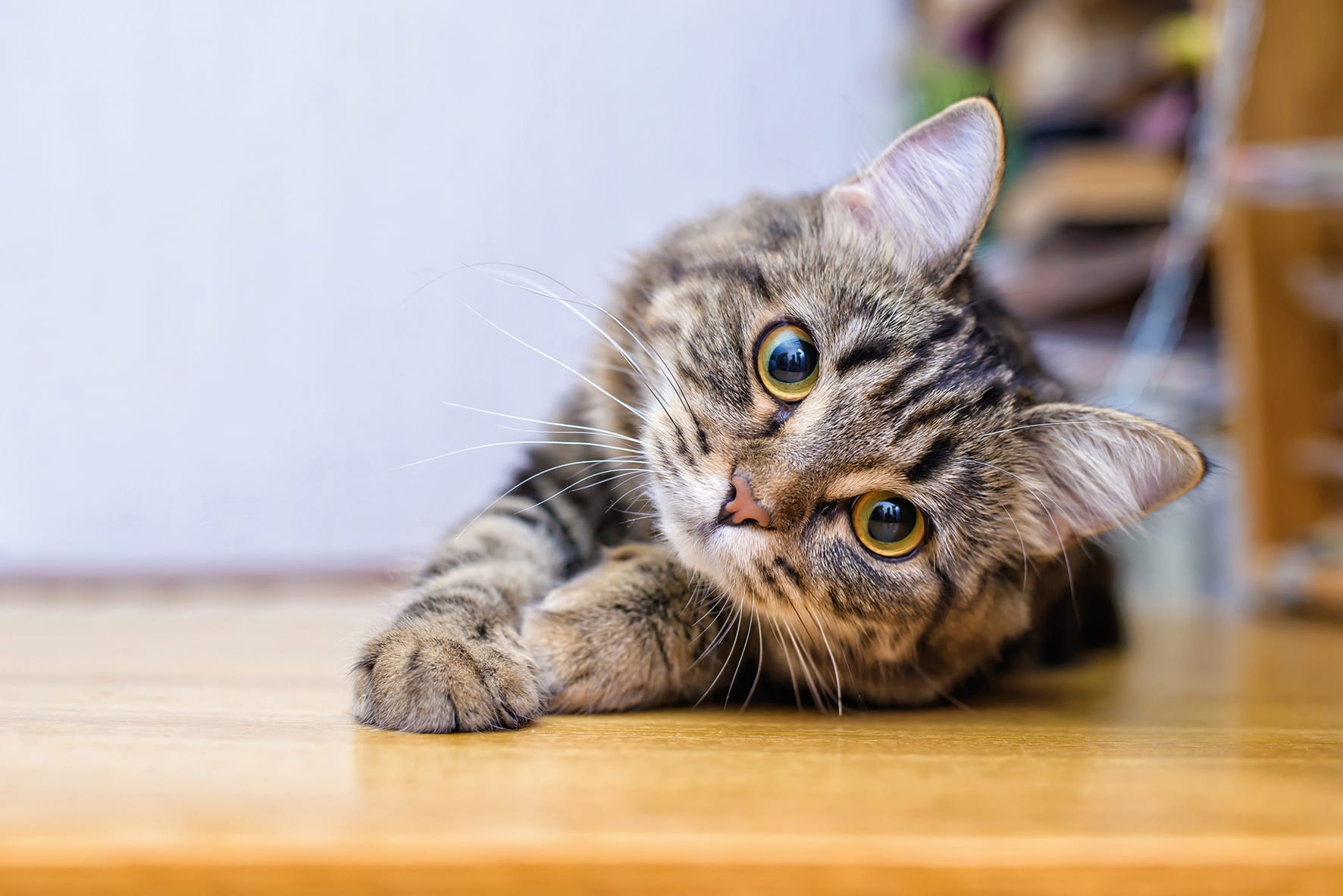Cat 2