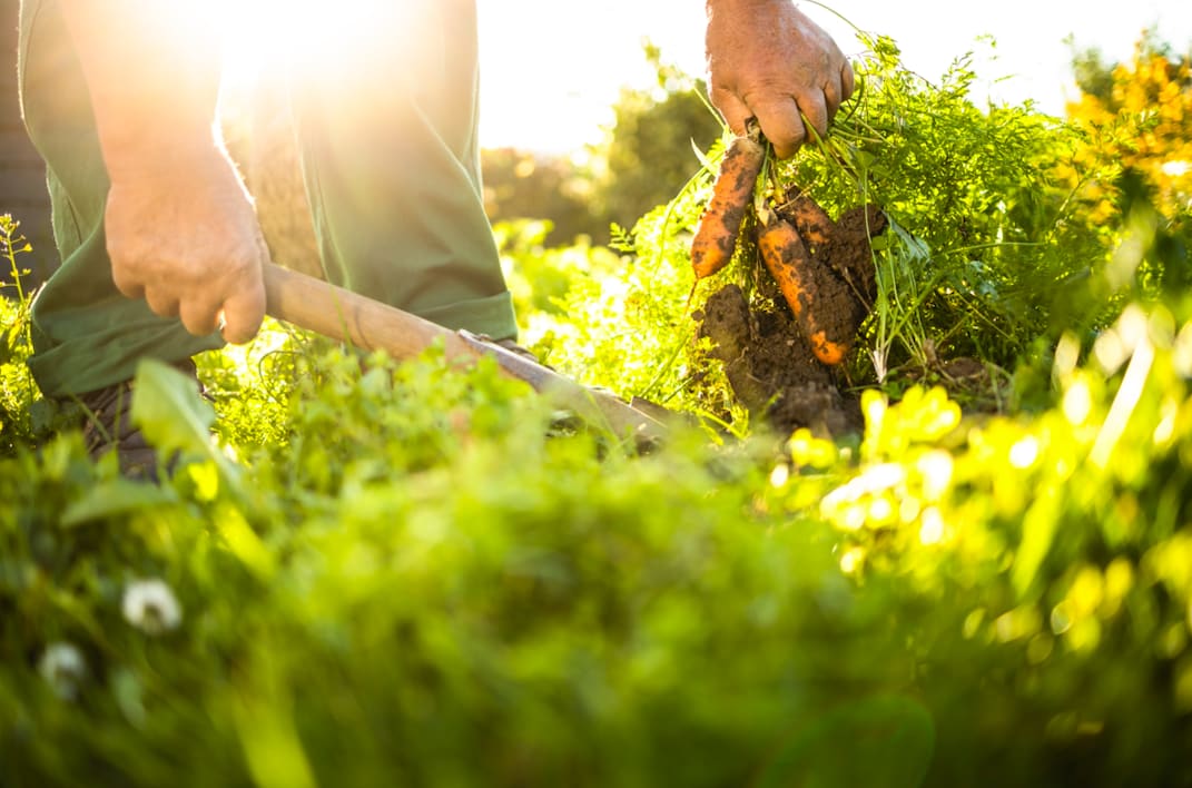 Farming we1roi