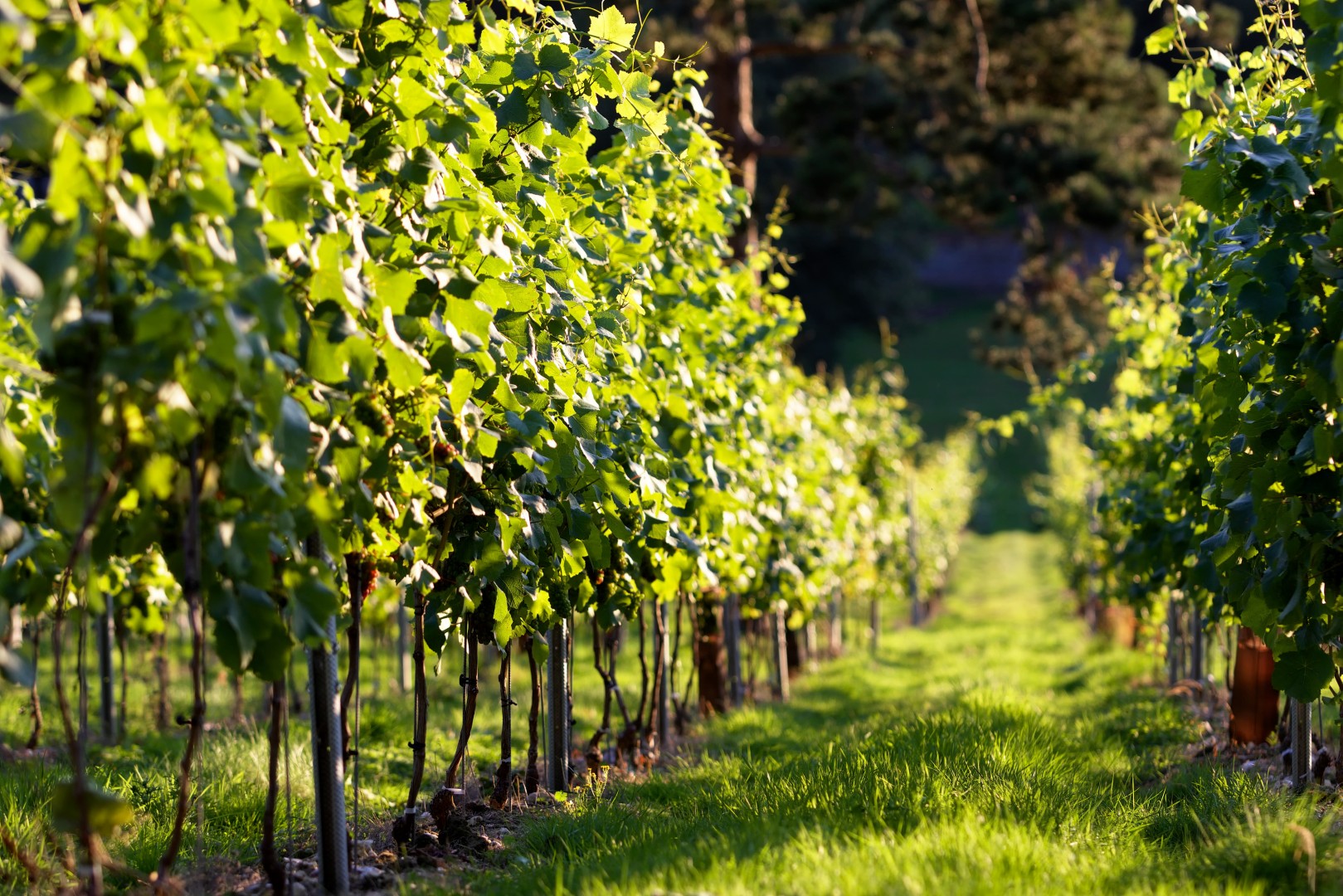 Flourishing Fizz Fairmile Vineyard