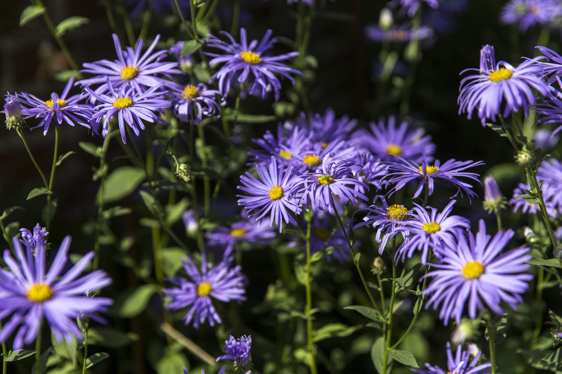 National Aster Collection at Upton House and Gardens Warwickshire   National Trust Images Annapurna Mellor 2 dafapj