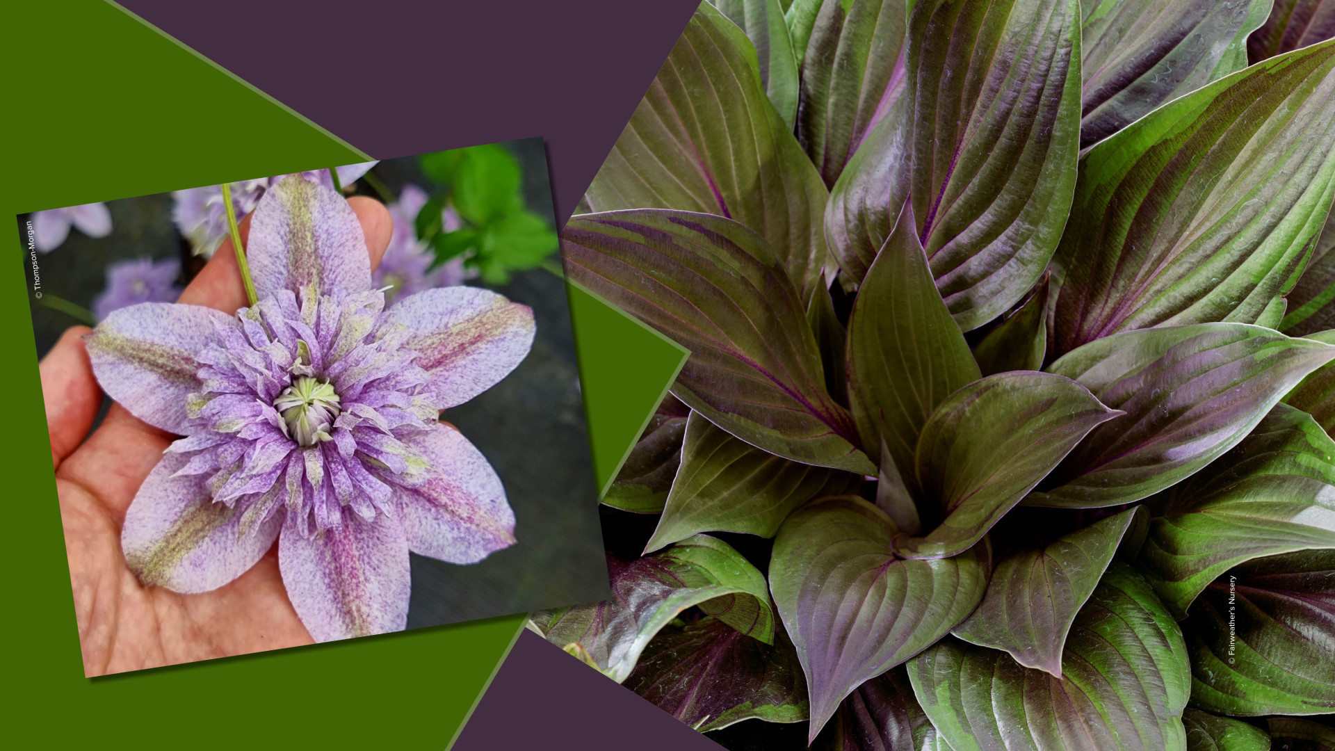 Aug2026 Carousels PlantsOfTheYear
