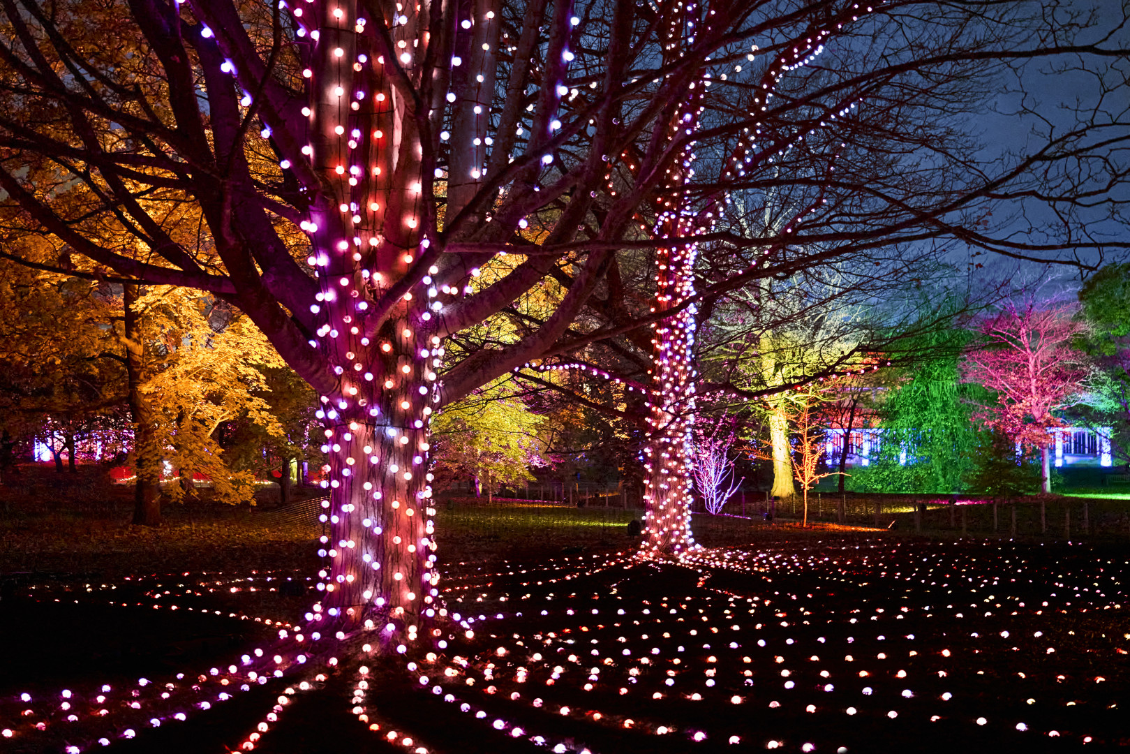 Firework trees 2