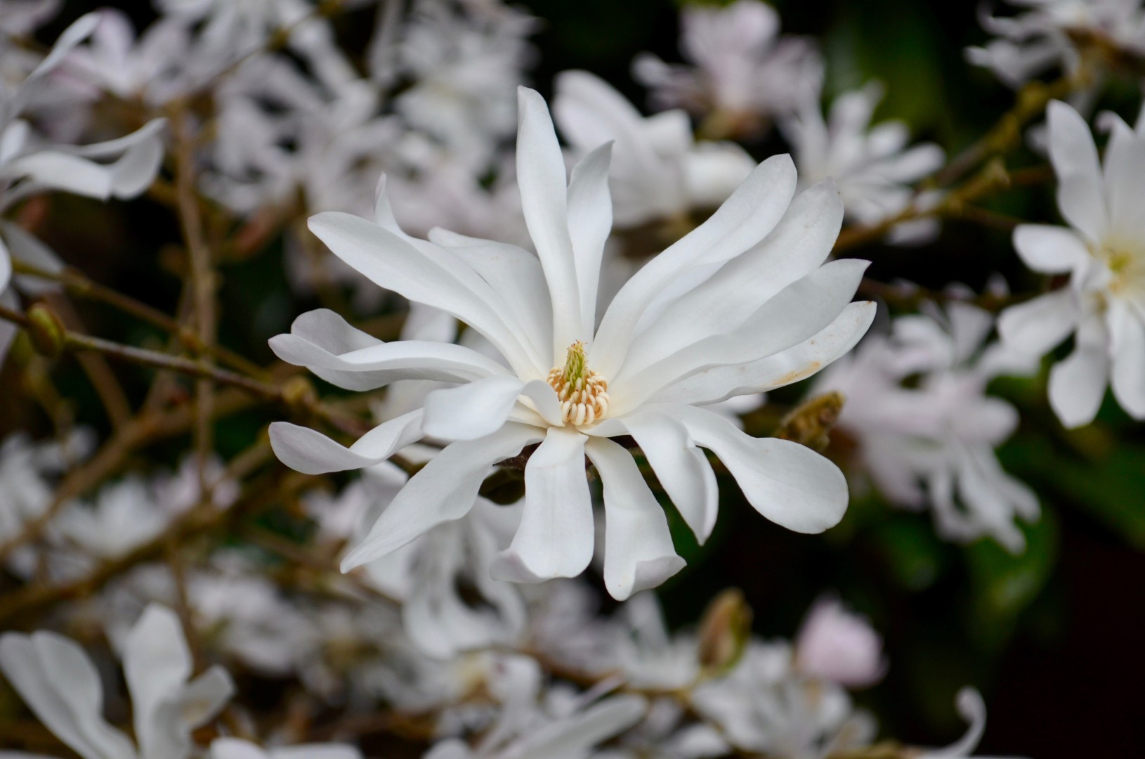 Magnolia Stellata 2  credit Oxford Botanic Garden and Arboretum