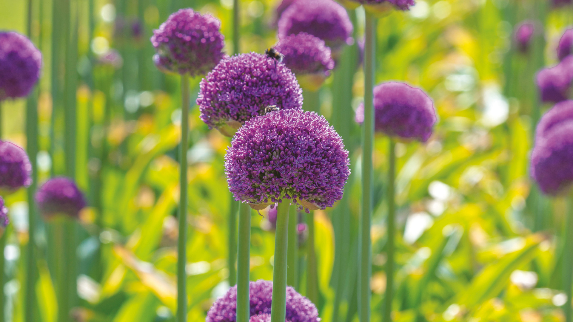 garden 1331