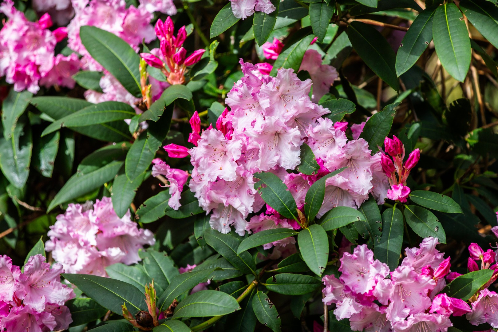 Rhodendrons general Westonbirt in Spring credit Forestry England Spring Guided Walk 2024 30