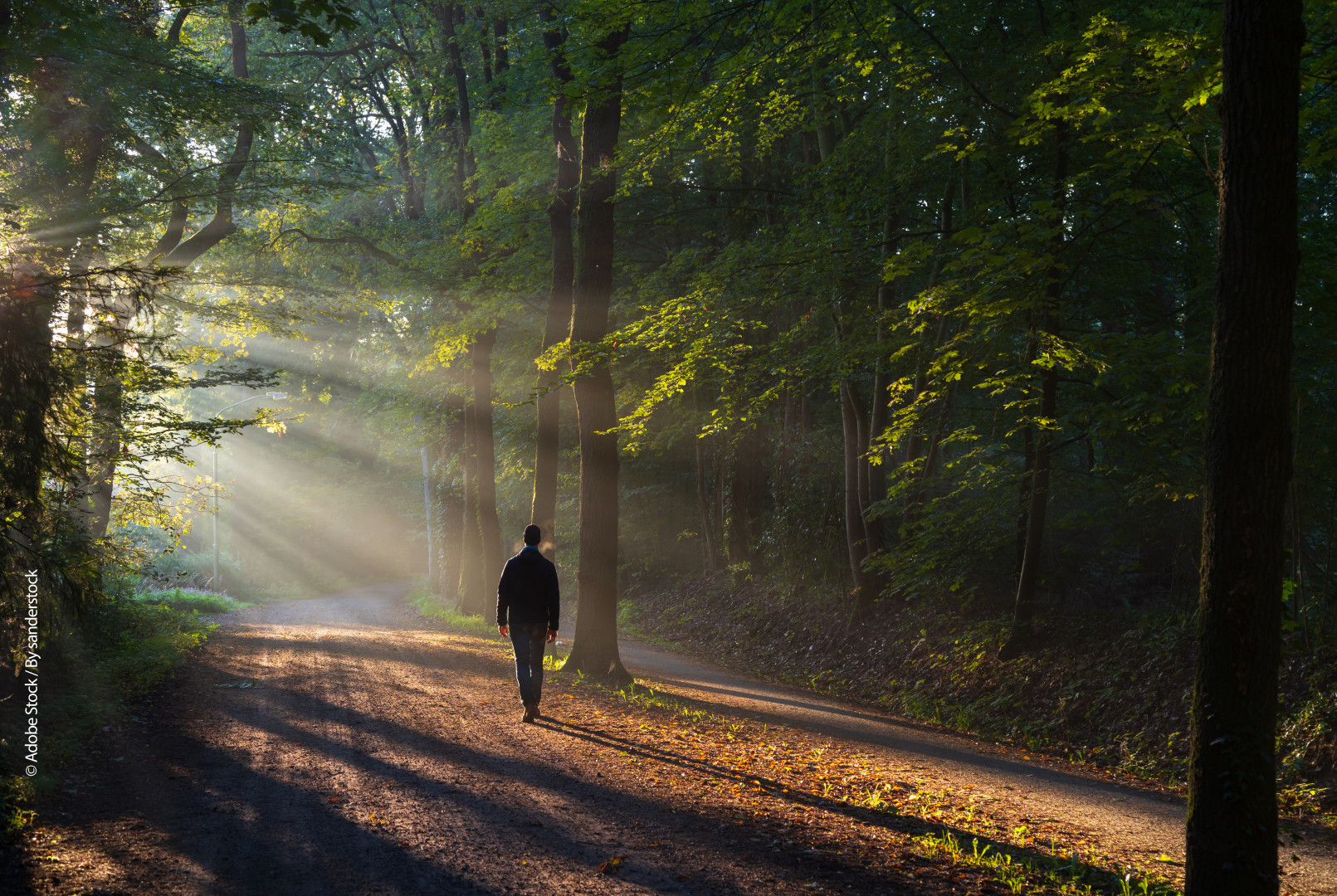 walkinwoods