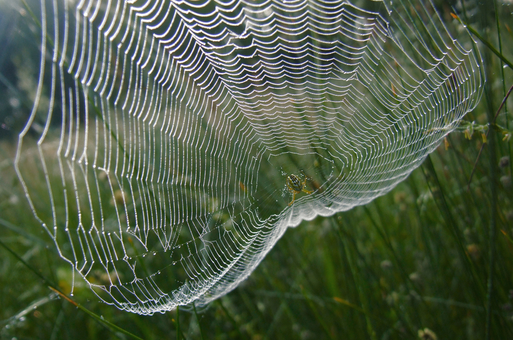The Big Bang Spiders Web in Forest
