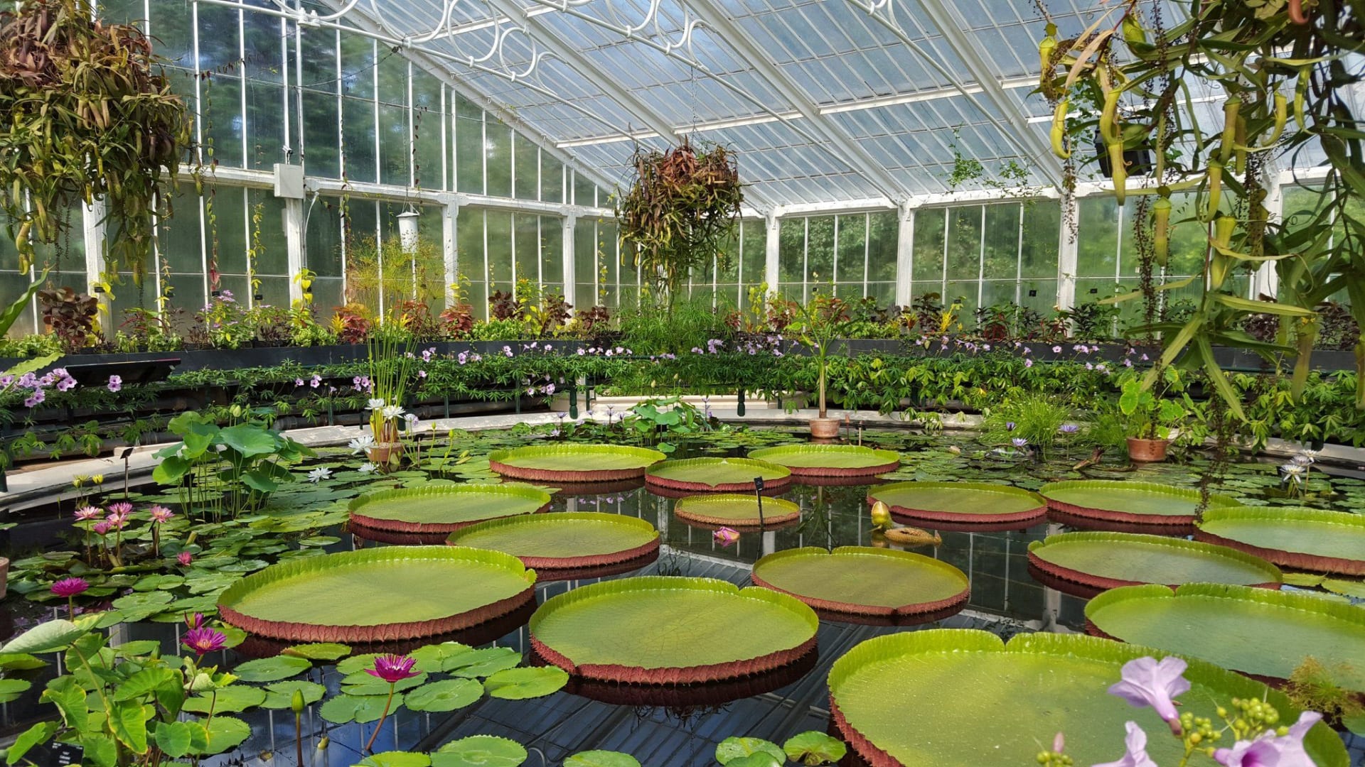 Waterlily House