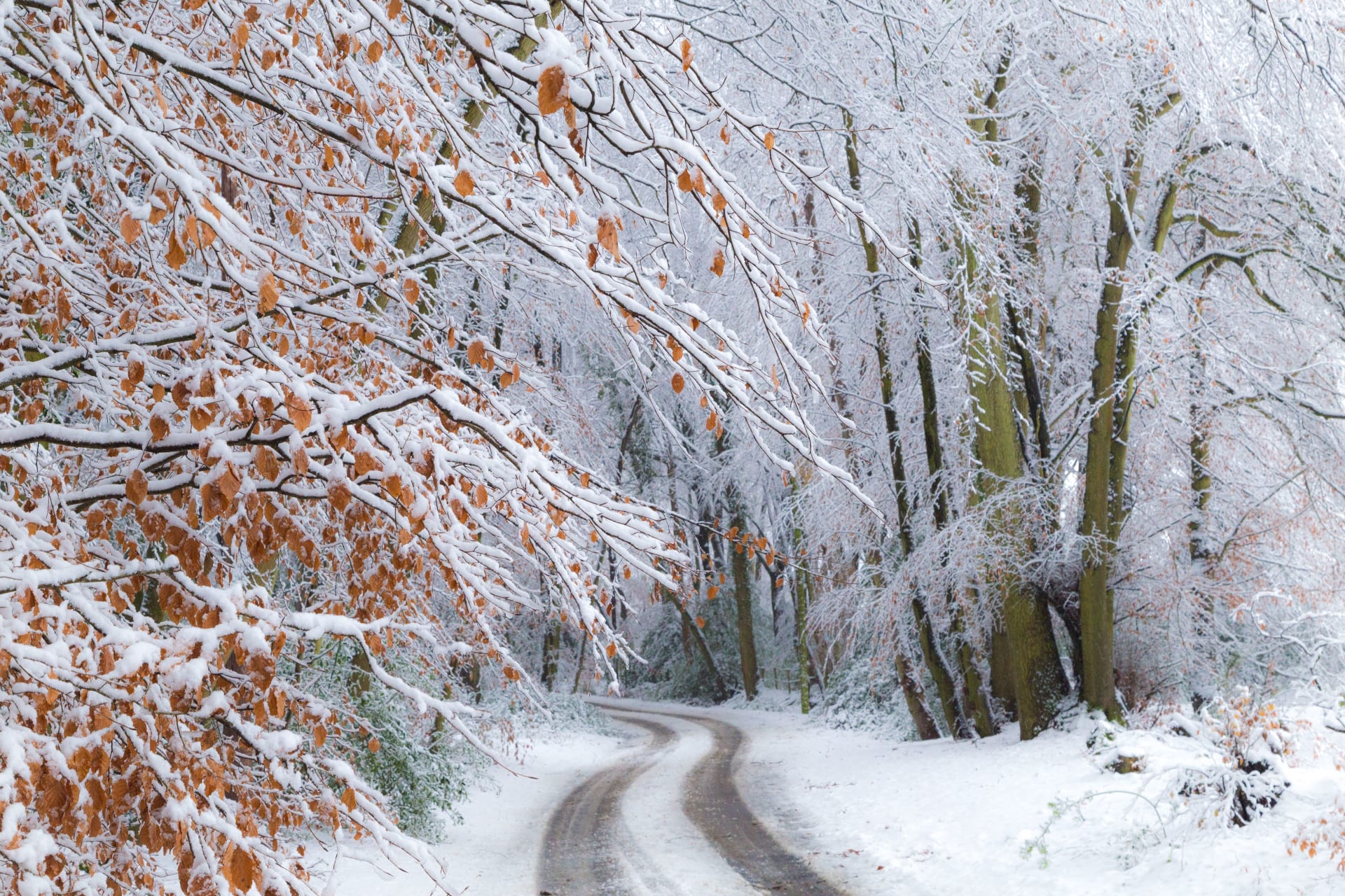 Wendy Reed snow and beech 