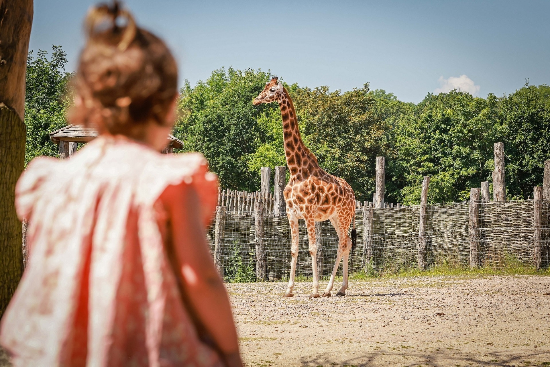 Zoo Photographer   Credit Paul Collins   Little girl at outside giraffe enclosure   Copy auvtev