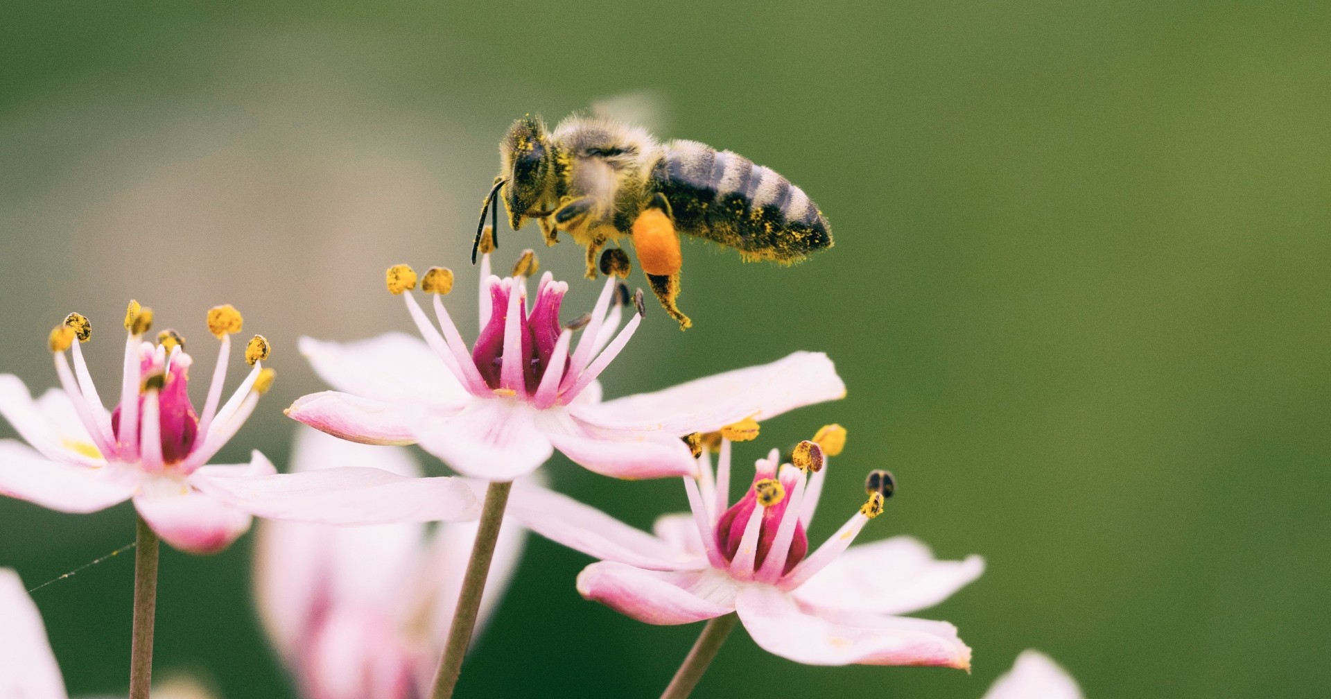 Hive Minds Bee enticed by Garden Flower