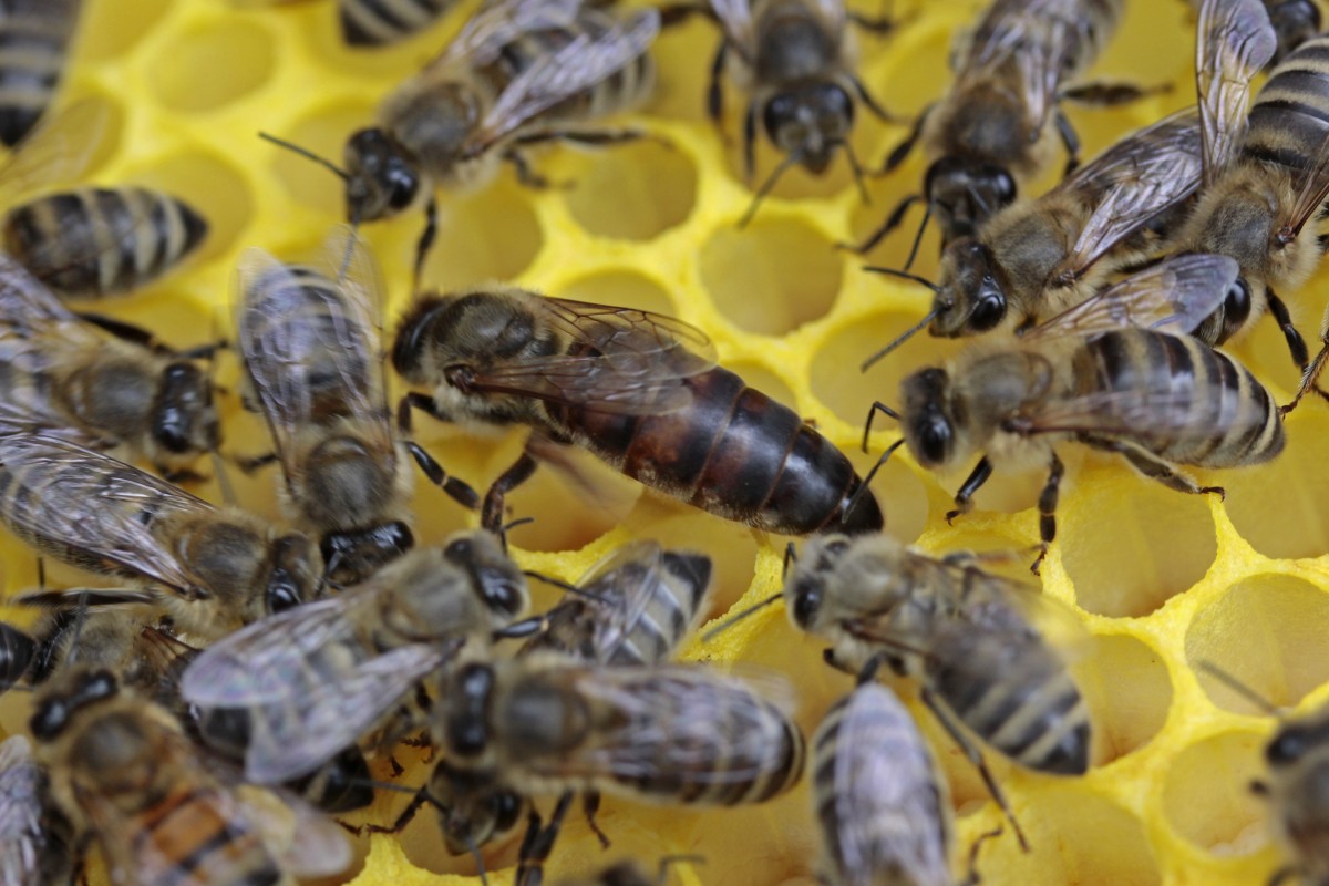 Hive Minds Queen Bee on Honeycomb