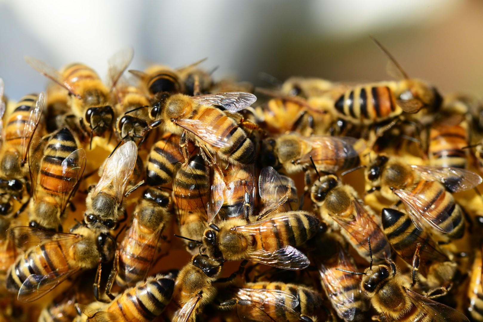 Hive Minds Honey Bees Swarm