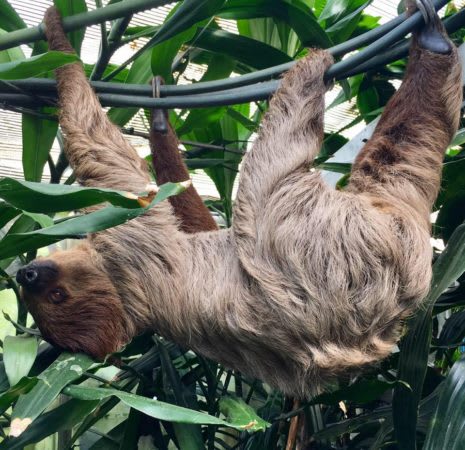sloth 1 465x450 vtfp7r